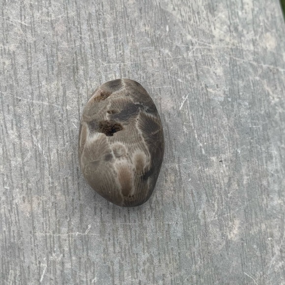Petoskey stone - Picture 2 of 7